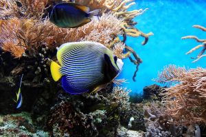 Aquarium Mondo Marino